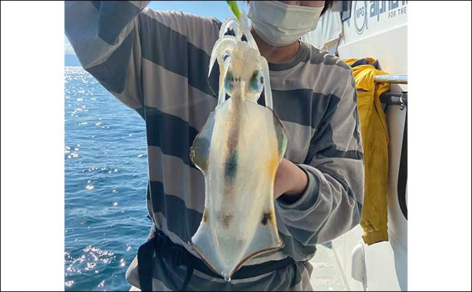初ティップランエギング釣行でアオリイカ3杯 連続根掛かり乗り越え手中