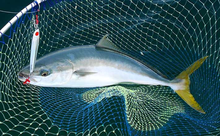 ボートジギング愛好家が伝えたい【ルアー釣りだからこそ感じる魚への愛着心】