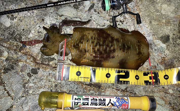 東伊豆の陸っぱりエギングで1.2kg級アオリイカ　潮が効く場所でヒット