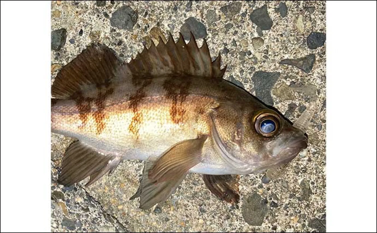 マル秘アイテムは『LED集魚灯』 陸っぱりアジングで20cm超え頭に本命連打