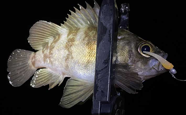 陸っぱりメバリングでメバル2尾と苦戦【大阪湾】　急激な水温低下で冬の海に