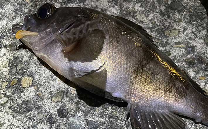 大阪湾メバリングで25cm良型メバルと対面　夜遅めからが狙い目？