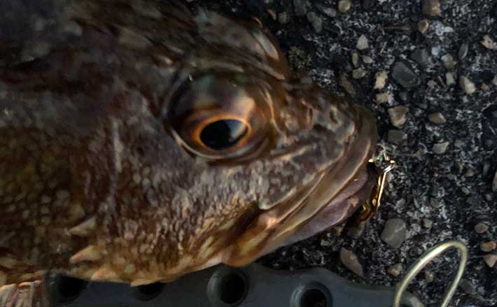冬に大型化する根魚をワームで釣ろう　メバルとカサゴはレンジが異なる？