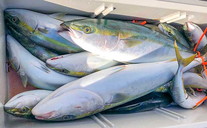 鳥羽沖の青物ジギング釣行でブリ族ラッシュ2ケタ釣果【三重】 本格シーズン到来