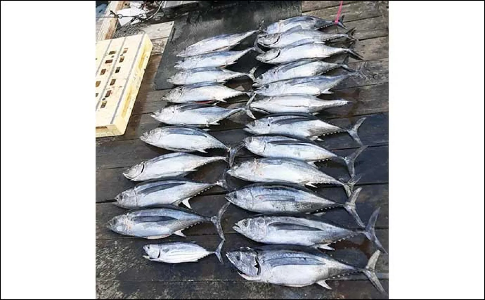 ヒラメ船で73cm座布団級含み良型が顔出し【三重】船釣り最新釣果