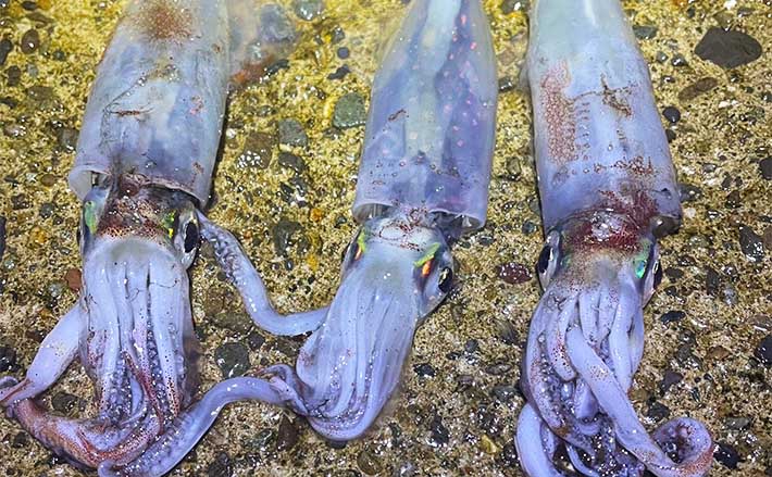 陸っぱりエギング釣行でヤリイカ3杯【福井・越前海岸】 まさかの1投目からヒット