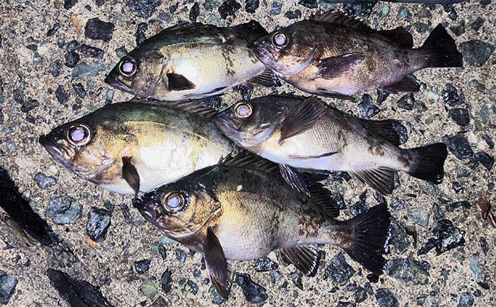 堤防メバリング釣行で22cm頭にメバル20匹【福岡】 常夜灯の明暗で連発