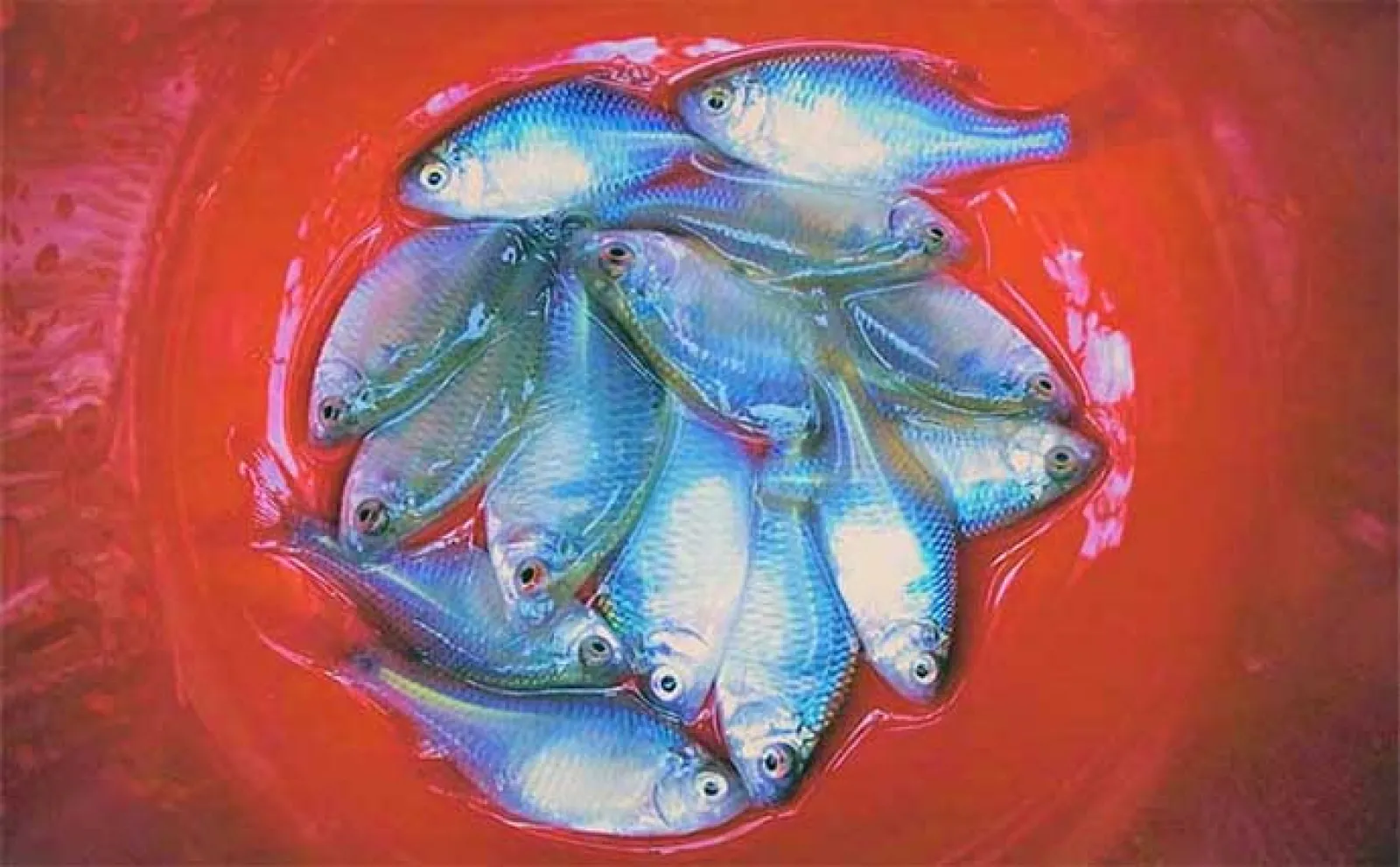 都心の公園で淡水小物釣りを堪能【都立水元公園】 タナゴにクチボソと対面