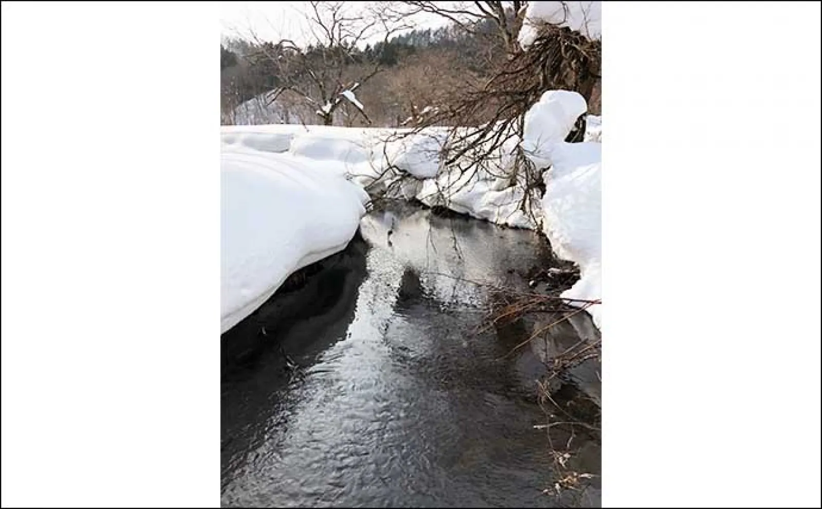 本格的な冬真っ最中の北海道での渓流ルアー釣りで35cmブラウントラウト手中【尻別川】