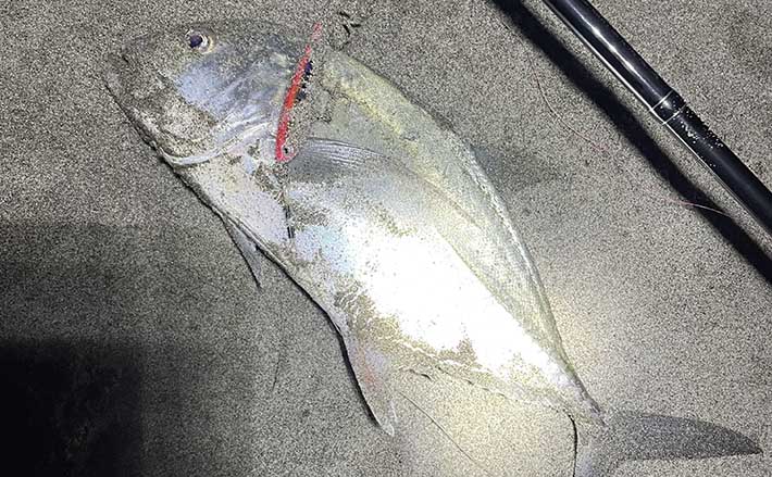 サーフルアー釣行で50cmメッキをキャッチ【鹿児島】 好ゲストに50cmヒラメ