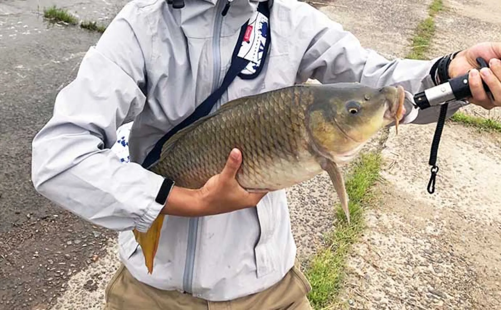 アメリカナマズ釣り解説 エサはコンビニで売っているソーセージに塩辛でOK
