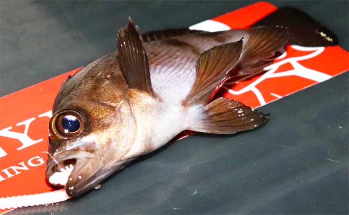 メバルの釣れる時期・時間帯・場所を徹底解説　生態から釣れる条件を紐解く