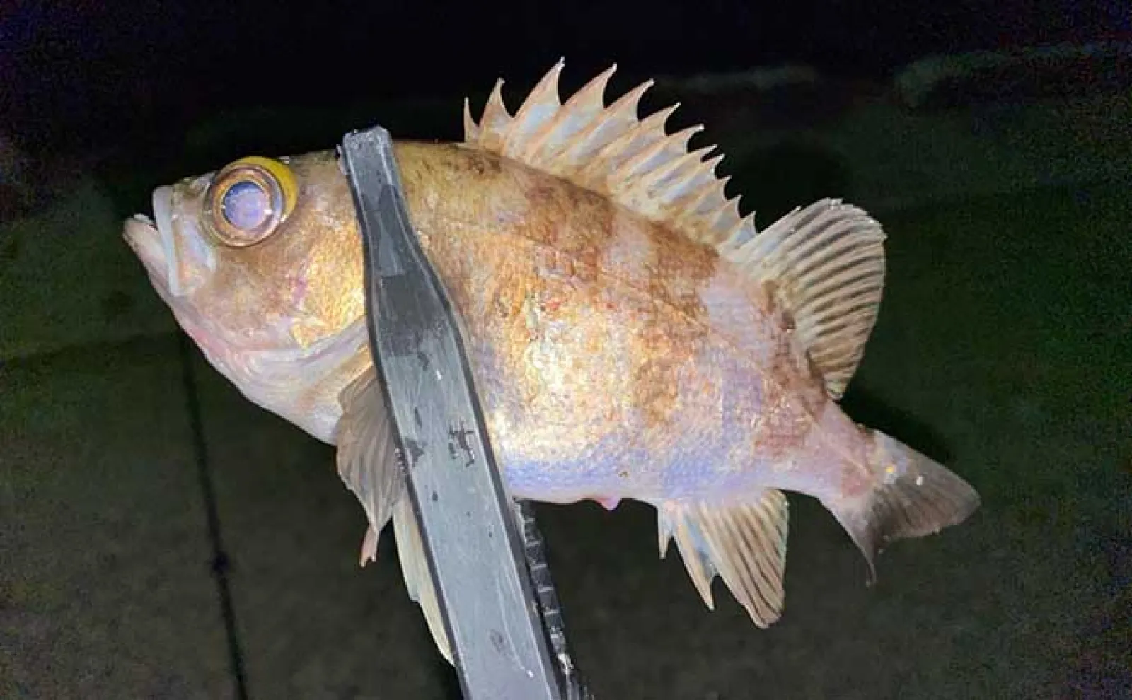 メバリング釣行で本命メバル13匹【熊本・上天草】 ハイエンドロッド使用感とは?
