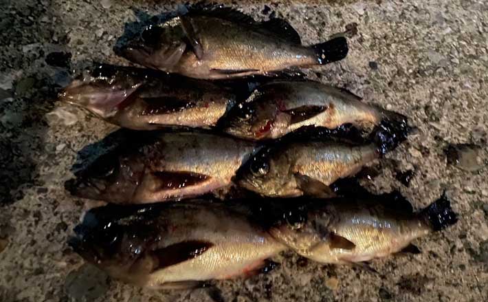 メバリング釣行で本命メバル13匹【熊本・上天草】 ハイエンドロッド使用感とは？