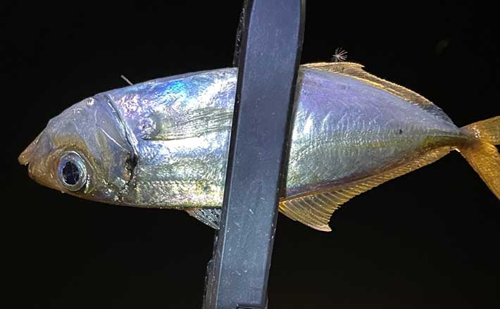 真冬の低活性アジの居場所の見つけ方3選　アジングで釣る方法も紹介