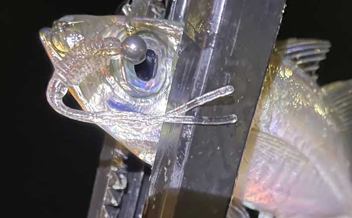 陸っぱりアジング釣行で本命15尾【大阪湾奥エリア】 サイズは20cm以下が中心