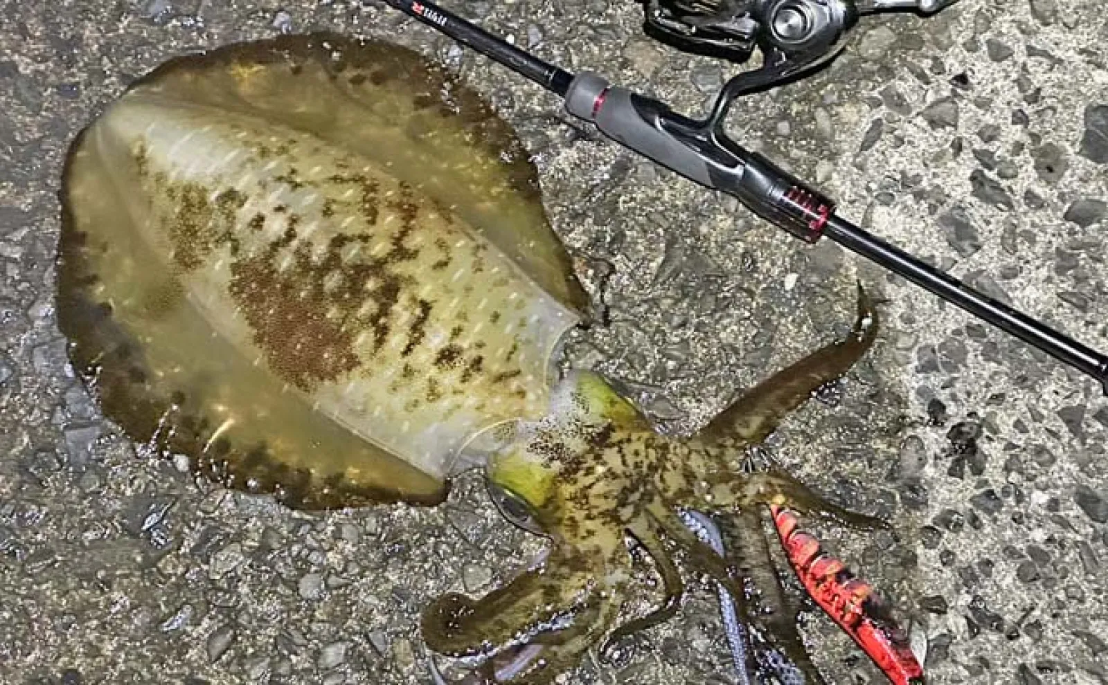 エギングされる方　必須 陸っぱりナイトエギングで1kg超アオリイカ【鹿児島】 ギャフ打ち失敗に