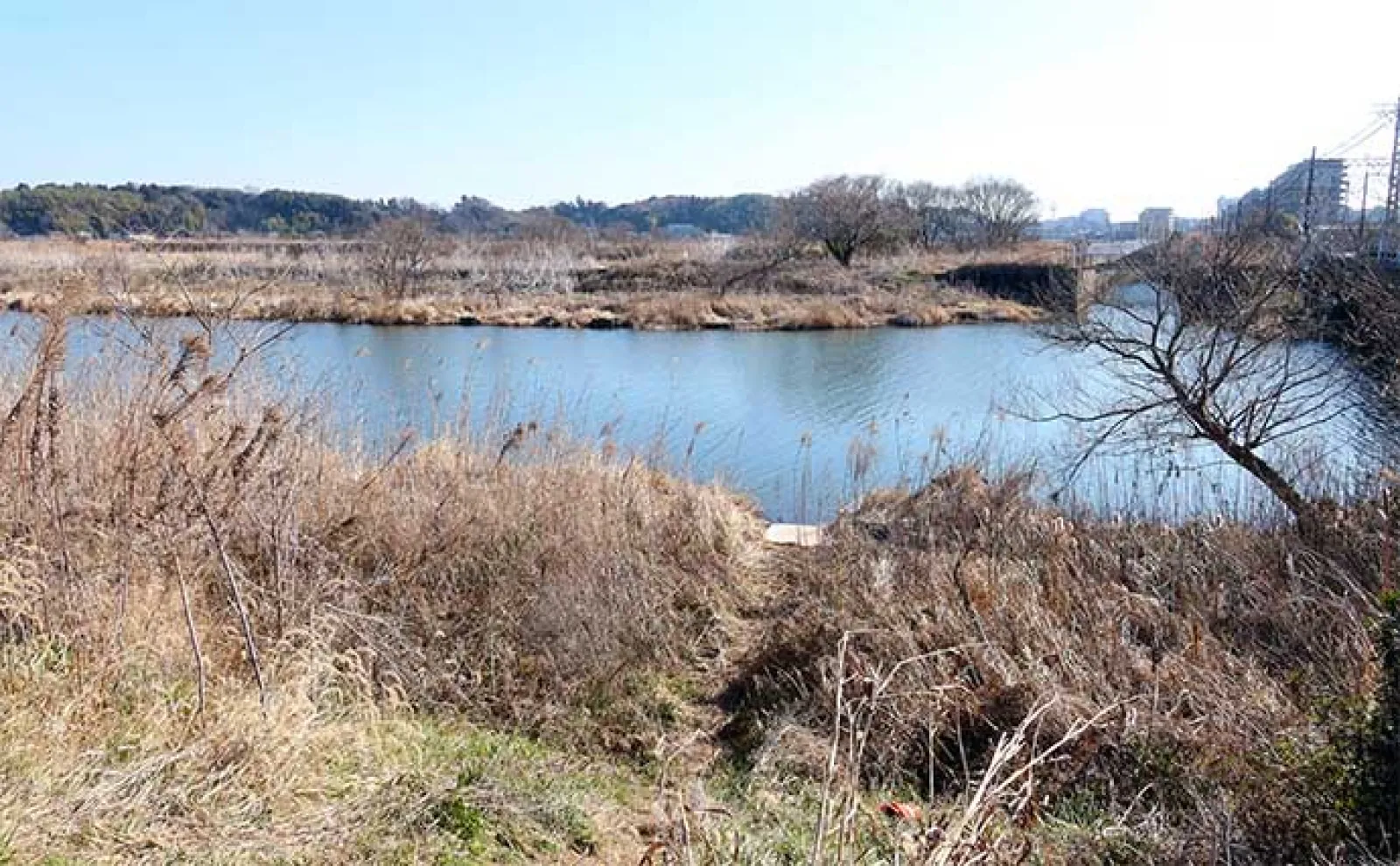 今週のヘラブナ推薦釣り場2023【千葉県・鹿島川】