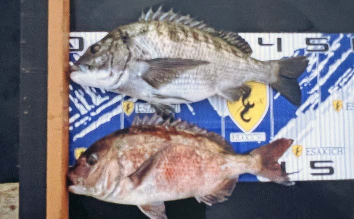極寒期のイカダカカリ釣りで48cmクロダイに45cmマダイ手中【三重・紀北】