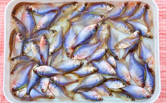 淡水釣り堀でタナゴ釣りを堪能【滋賀・つりぼりトムソーヤ】居食い当たりに苦戦