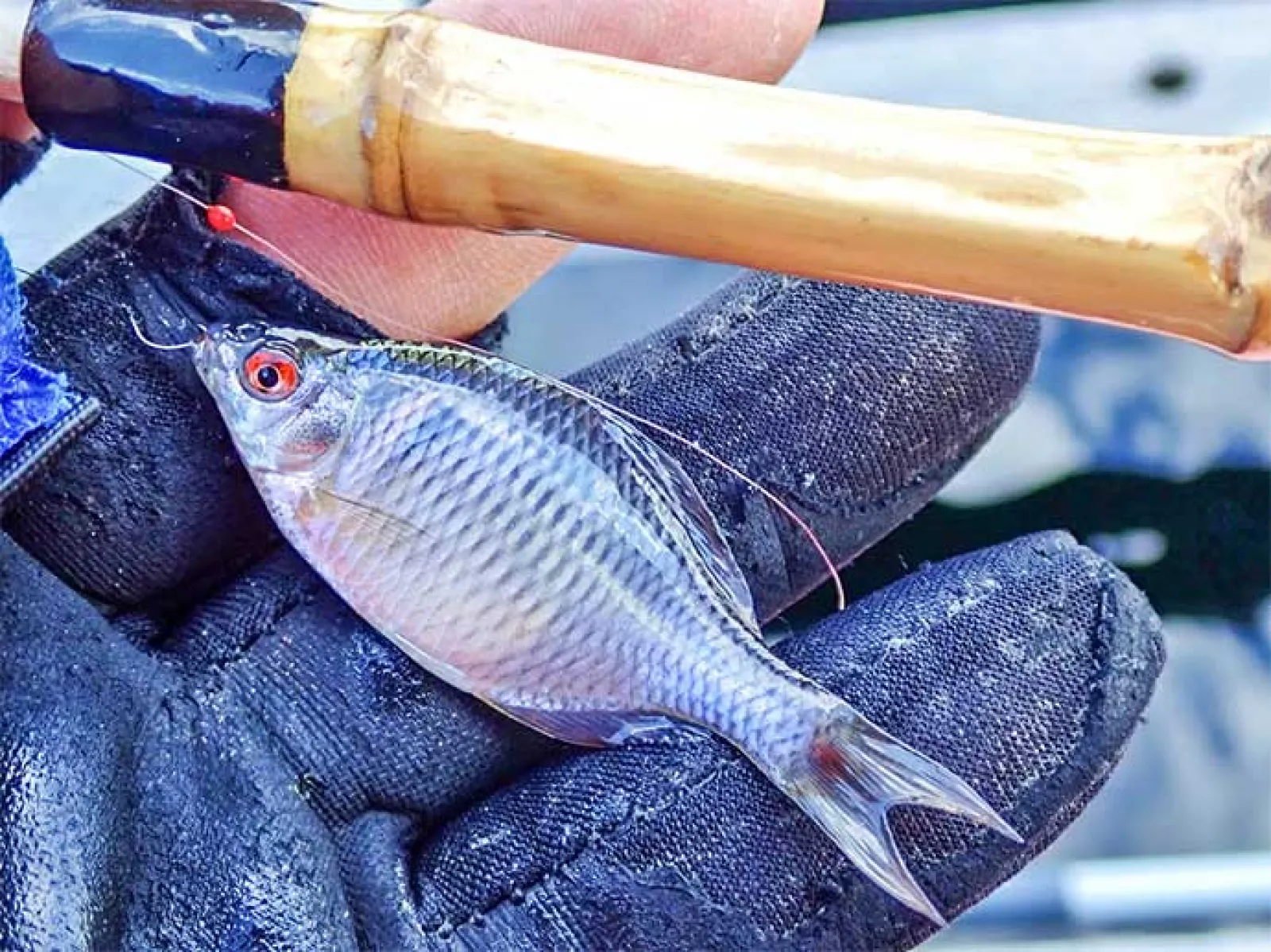 淡水釣り堀でタナゴ釣りを堪能【滋賀・つりぼりトムソーヤ】居食い当たりに苦戦