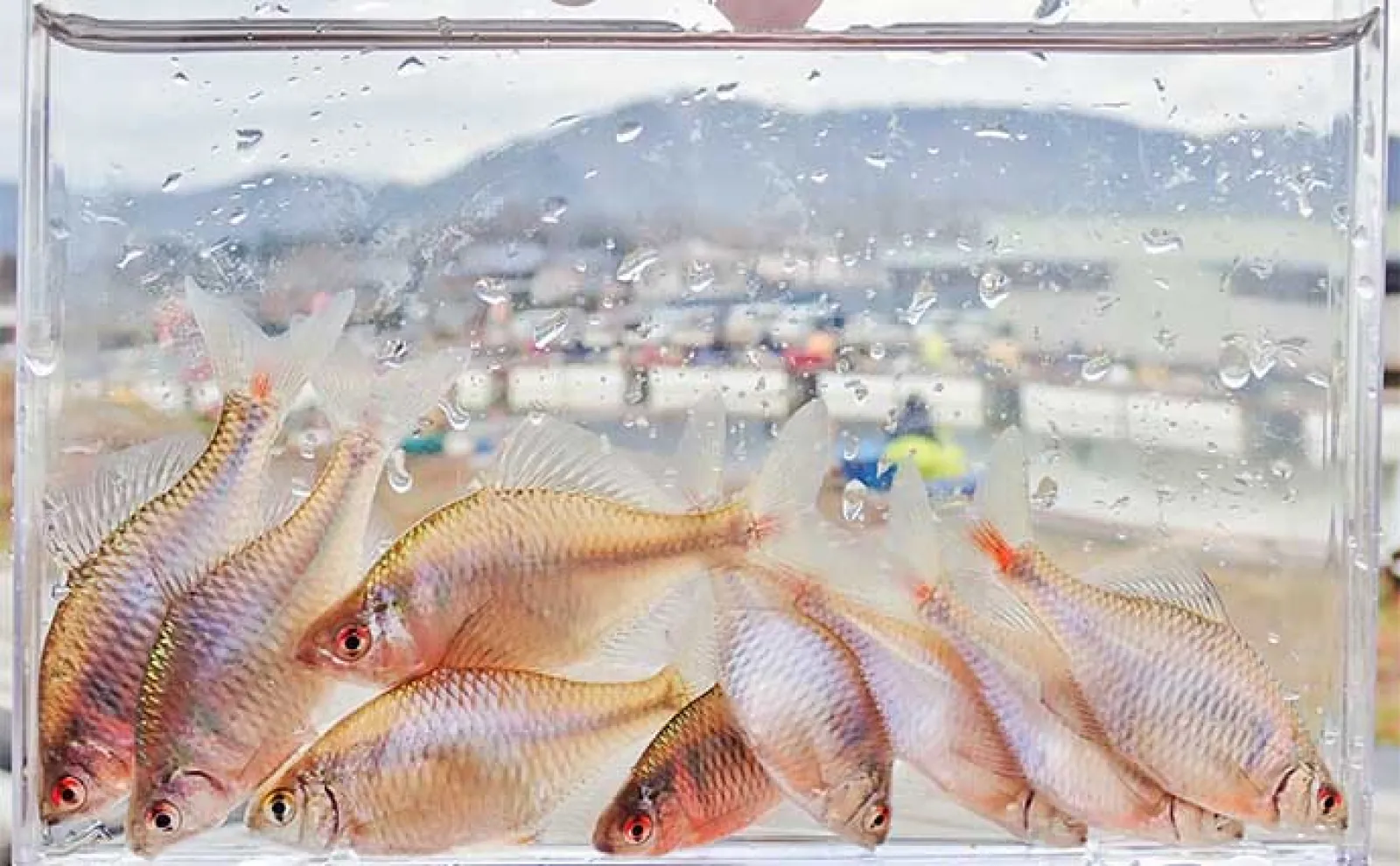 淡水釣り堀でタナゴ釣りを堪能【滋賀・つりぼりトムソーヤ】居食い当たりに苦戦