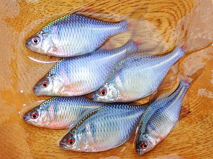 マルキュー 純精 さなぎ油 タナゴ タナゴ釣り (へらぶな専門店 マルキュー 純精 さなぎ油 タナゴ タナゴ釣り (へらぶな専門店