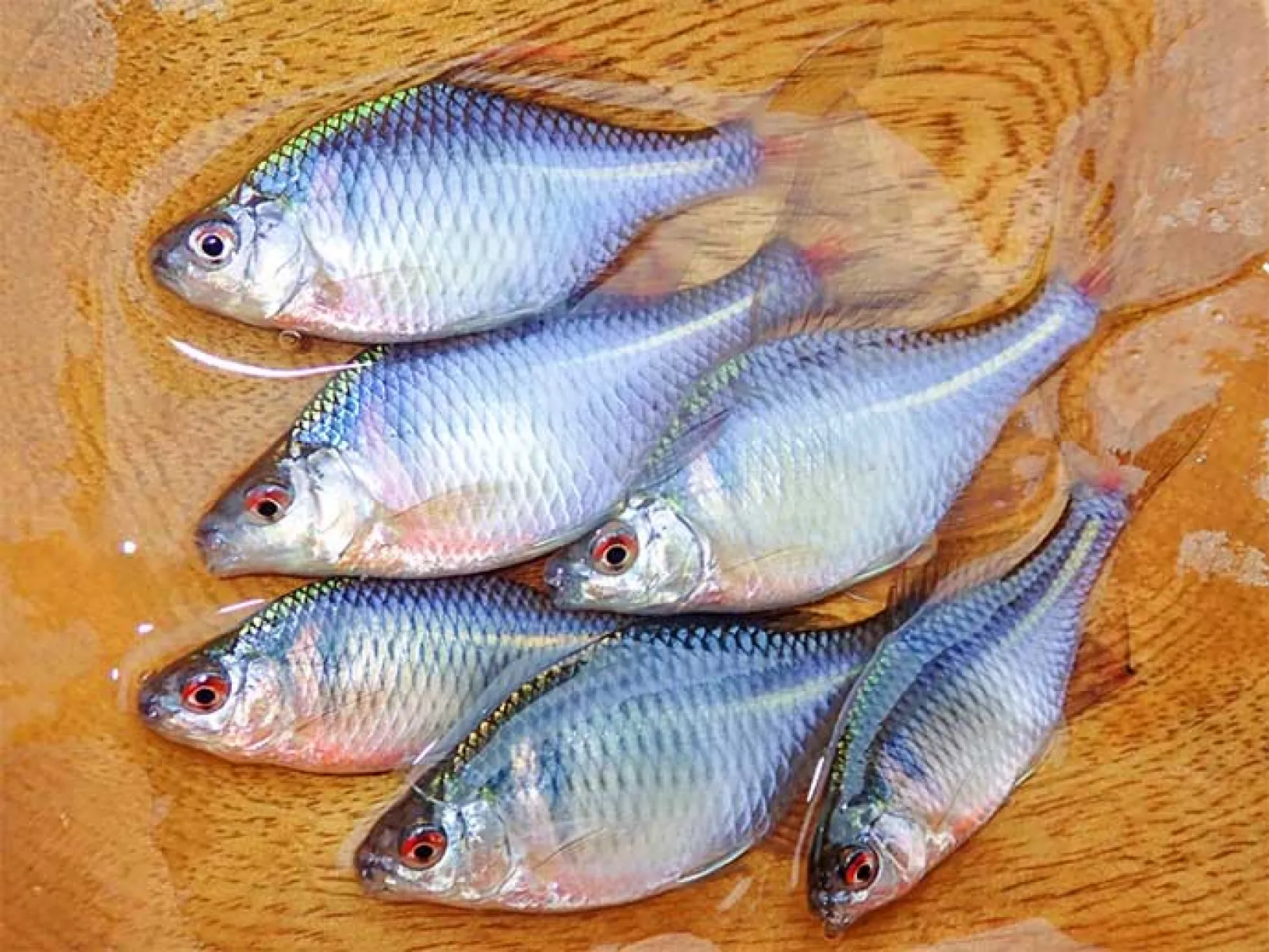 淡水釣り堀でタナゴ釣りを堪能【滋賀・つりぼりトムソーヤ】居食い当たりに苦戦