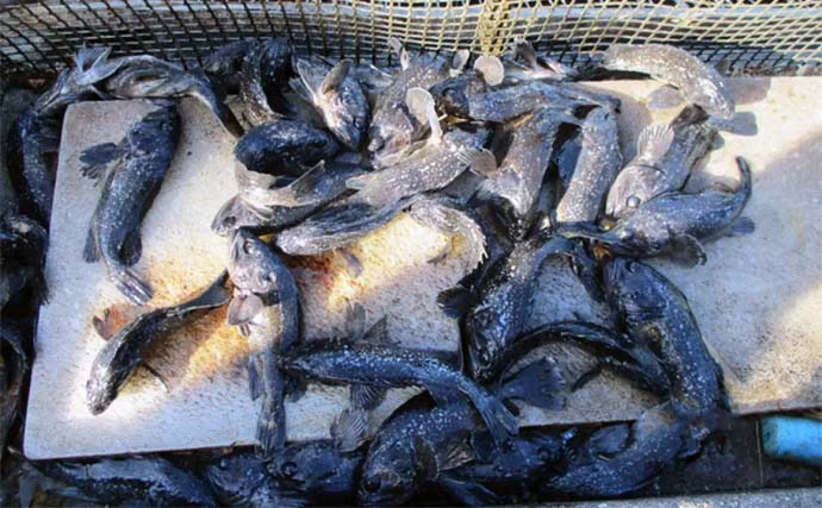 ダンゴ釣りで52.5cm「年無し」クロダイ登場【愛知・三重】 筏&海上釣り堀最新釣果