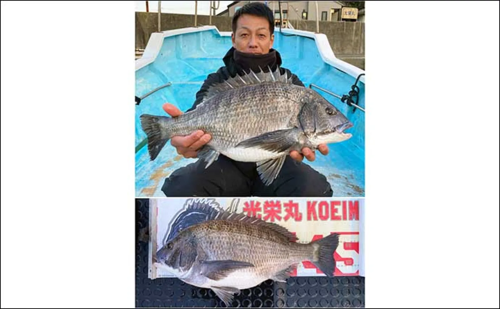ダンゴ釣りで52.5cm「年無し」クロダイ登場【愛知・三重】 筏&海上釣り堀最新釣果