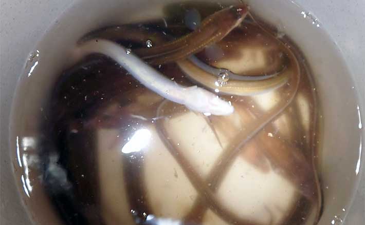 夜の堤防投げ釣りで45cm頭にアナゴ18匹【愛知】 テンビン仕掛けが的中