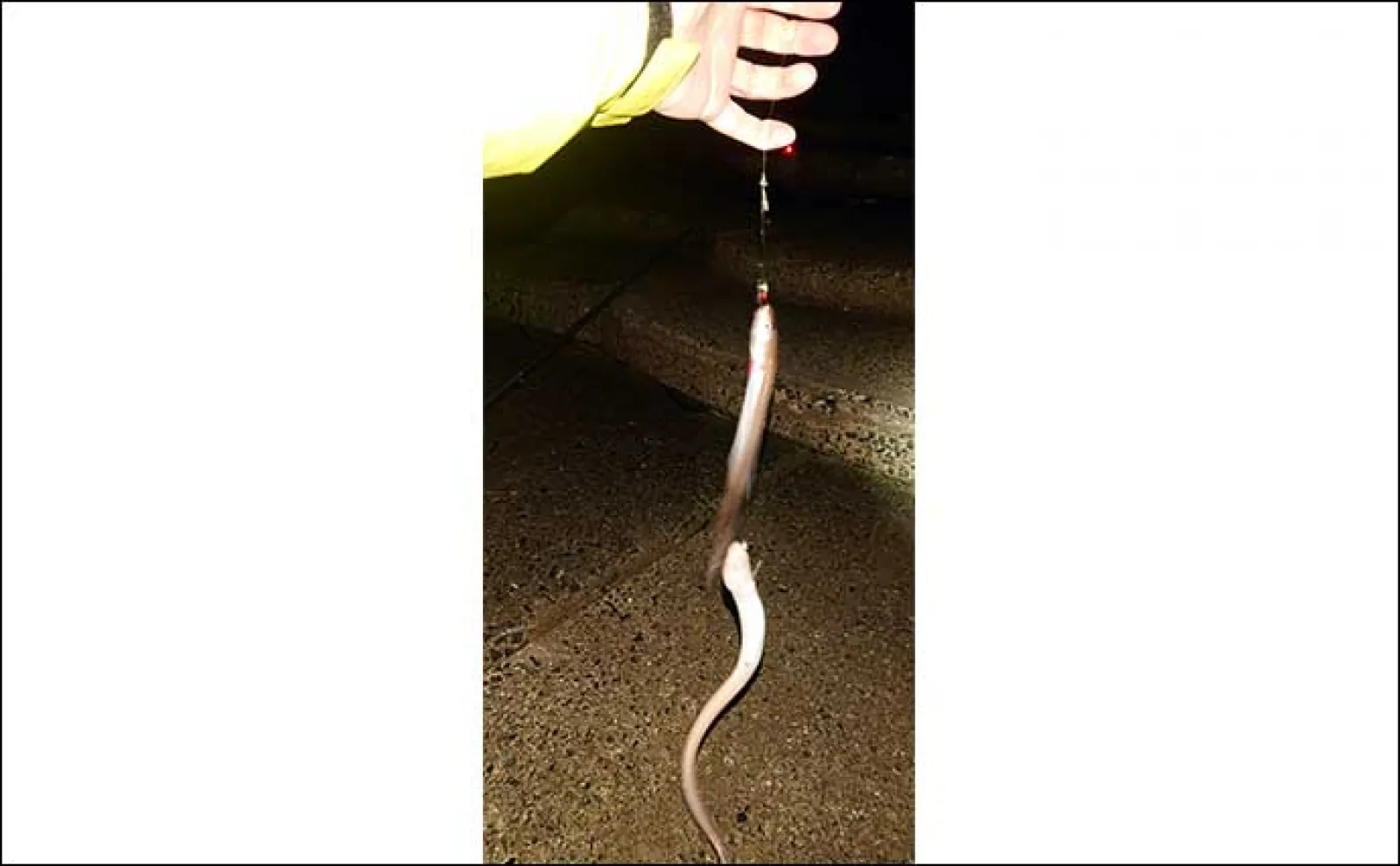 夜の堤防投げ釣りで45cm頭にアナゴ18匹【愛知】 テンビン仕掛けが的中
