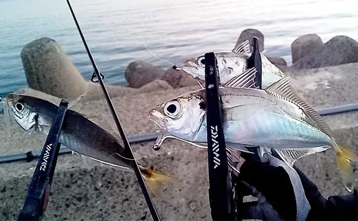 アジング釣行で28cm頭に良型アジが入れ食い【福岡】 夕マヅメに連発