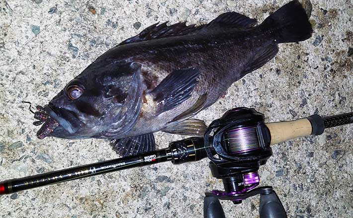 大型クロソイ狙いルアー釣りで38cm登場【中海】　ディープエリアでヒット