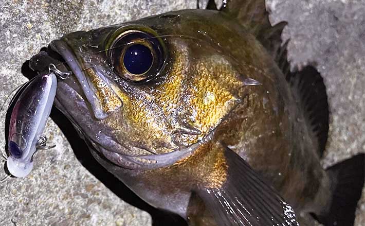 大阪湾メバリング釣行で【26cm良型メバル】と対面　シンキングのプラグにヒット