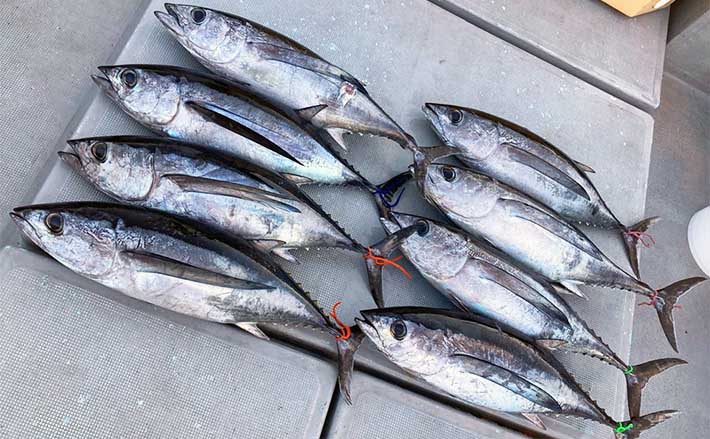 トンボジギング船で10kg級頭にビンチョウマグロ好捕【三重】 沖釣り最新釣果