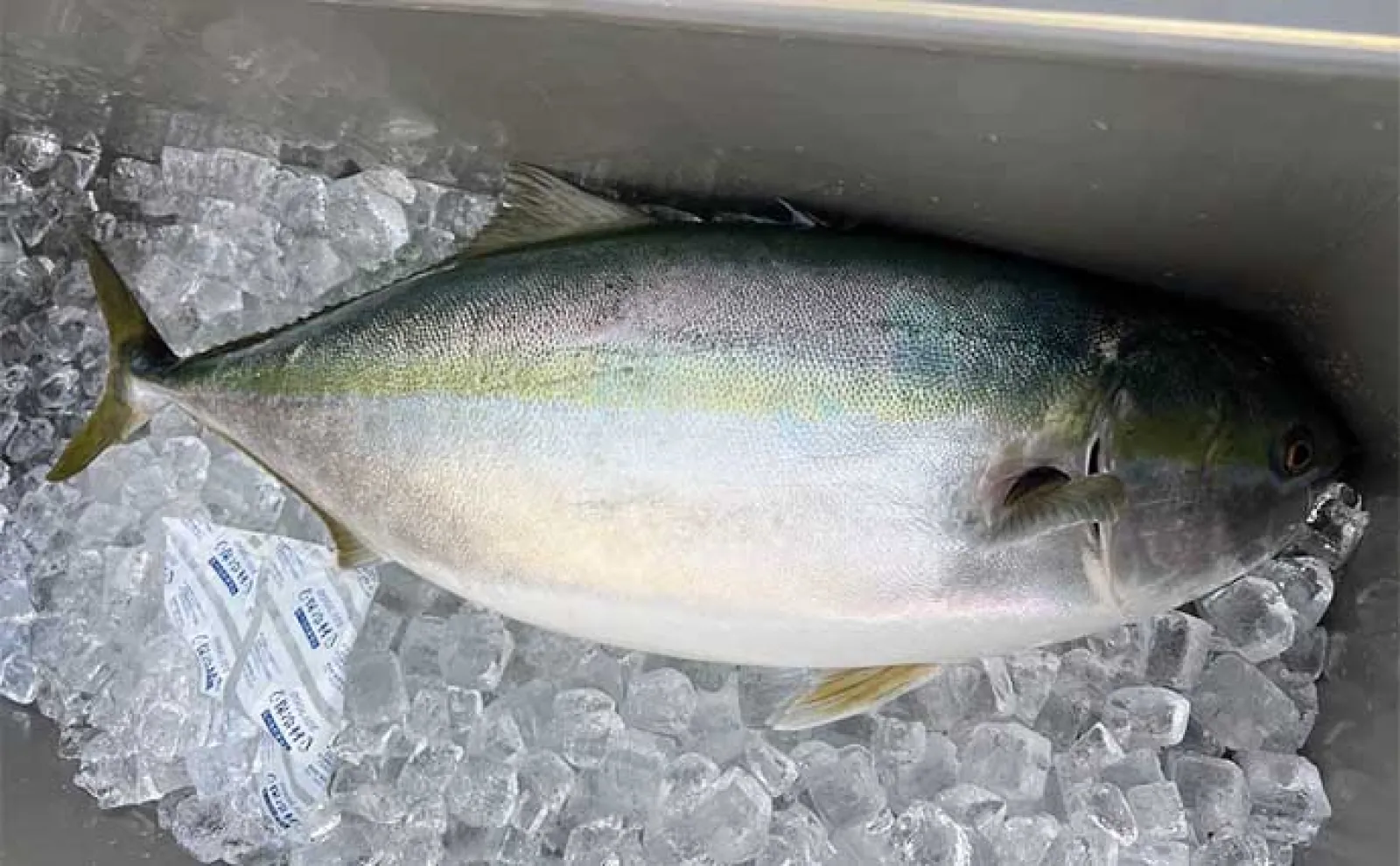 日本海ジギングで11.5kg頭に10kg超え寒ブリ乱舞 好ゲストに大型アラも