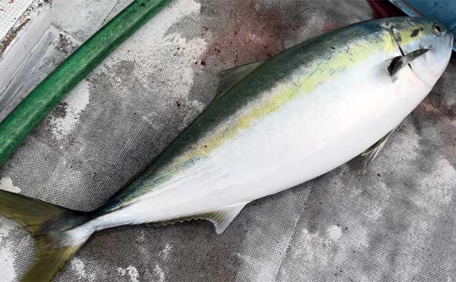 日本海ジギングで11.5kg頭に10kg超え寒ブリ乱舞 好ゲストに大型アラも