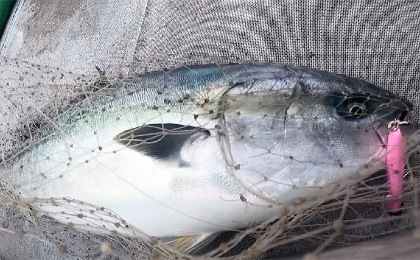日本海ジギングで11.5kg頭に10kg超え寒ブリ乱舞 好ゲストに大型アラも