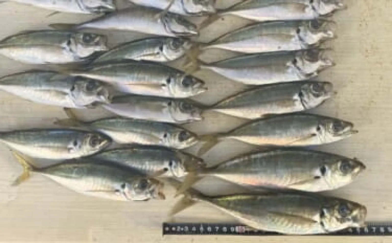 堤防フカセ釣りで26cm頭にアジ20尾超え【千葉・太夫崎港】 良型中心で満足