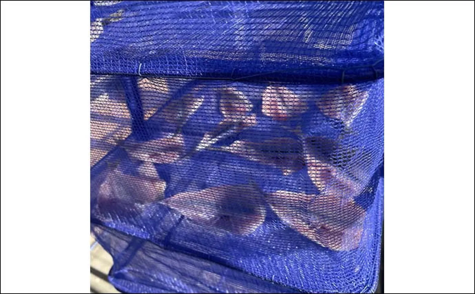 堤防フカセ釣りで26cm頭にアジ20尾超え【千葉・太夫崎港】 良型中心で満足