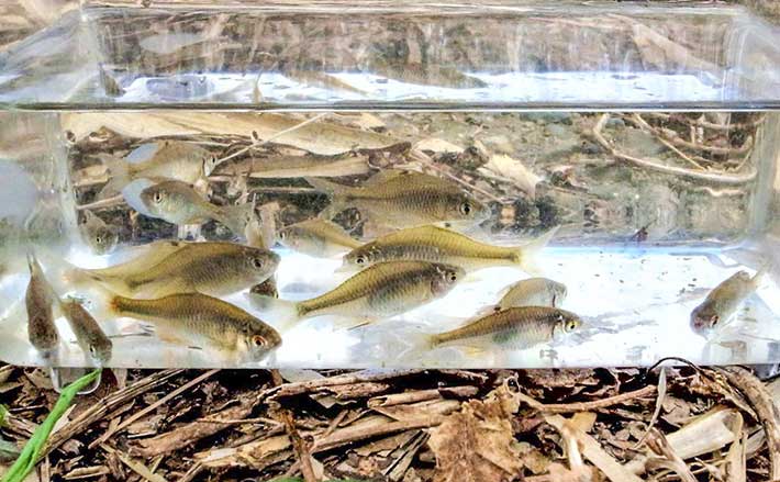 淡水小物釣りでタナゴ22尾と対面【千葉・柏】 ゲストにクチボソやモロコ