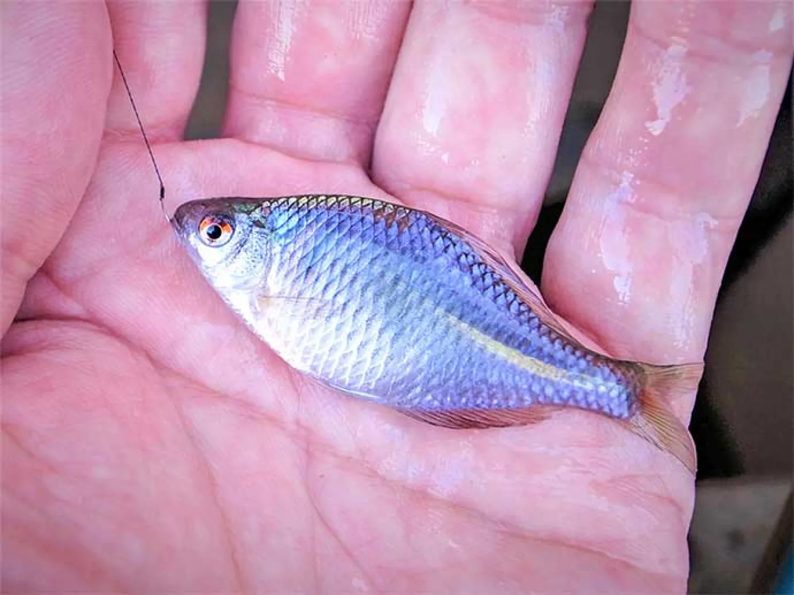 淡水小物釣りでタナゴ22尾と対面【千葉・柏】 ゲストにクチボソやモロコ
