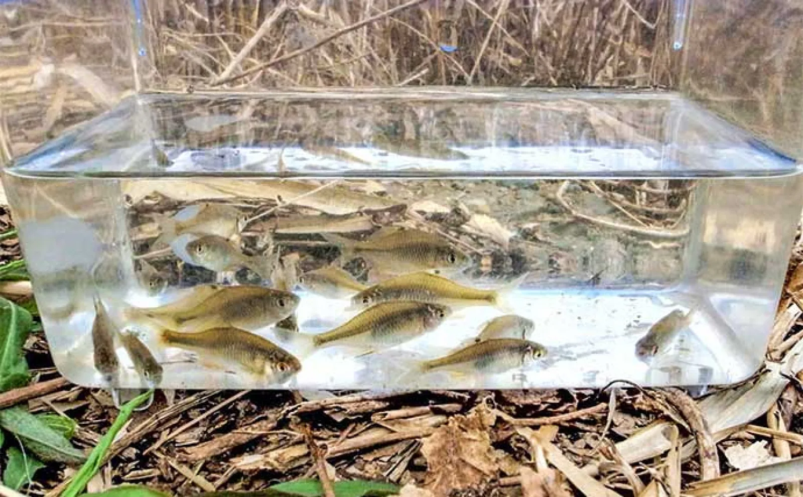 淡水小物釣りでタナゴ22尾と対面【千葉・柏】 ゲストにクチボソやモロコ