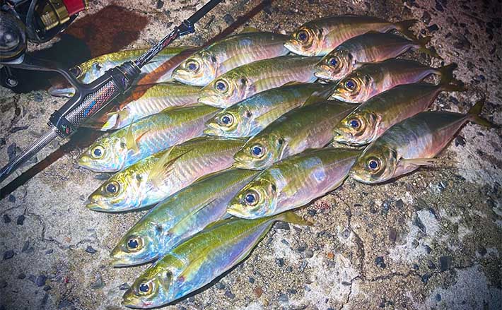 アジング釣行で26cm頭アジ40尾【山口・周防大島】 良型はボトムでヒット
