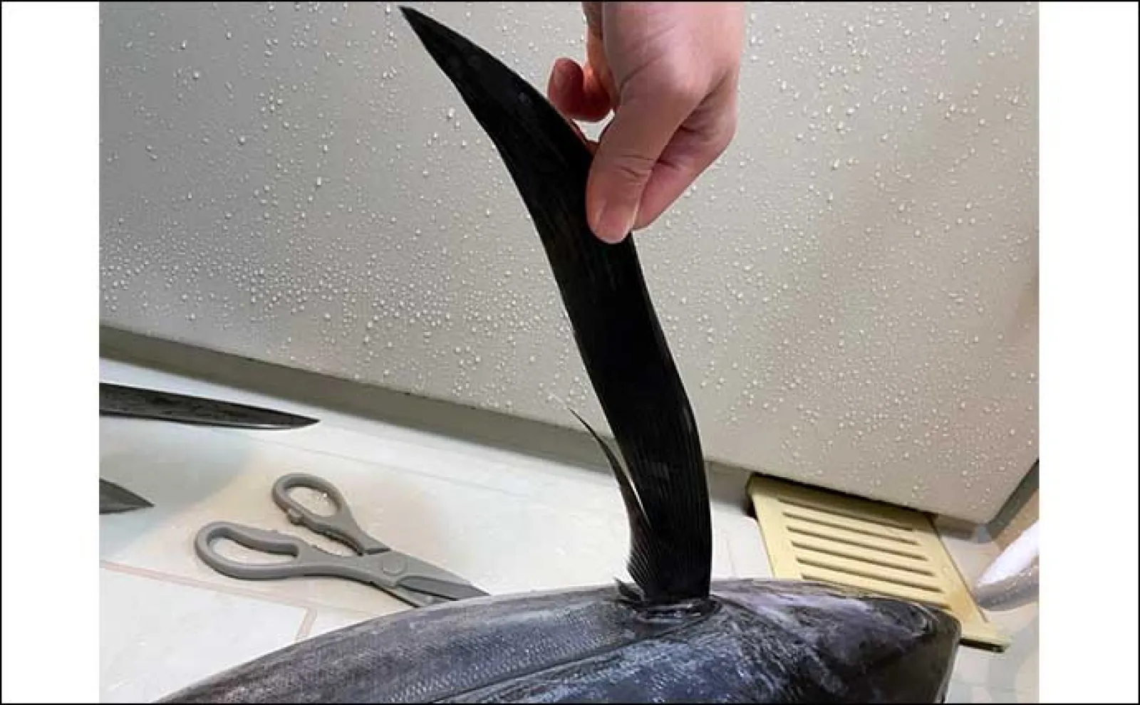 初のオフショアジギングでビンチョウマグロGET【三重・美丸】 船中全員安打