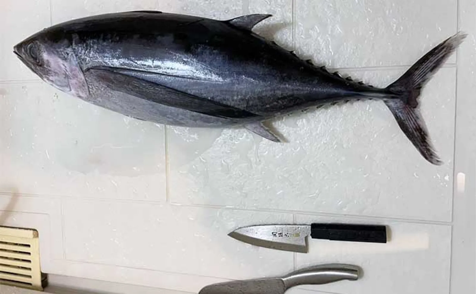 初のオフショアジギングでビンチョウマグロGET【三重・美丸】 船中全員安打