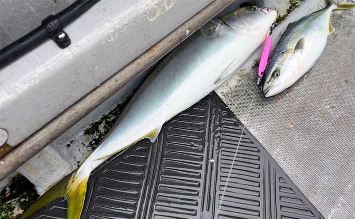 ジギングでブリ族爆釣【新潟・金栄丸】　魚影濃過ぎでジグが落ちない？