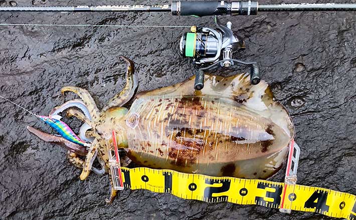 エギング釣行で1.4kg頭にキロオーバー2杯【伊豆】 曇にはケイムラカラー強し