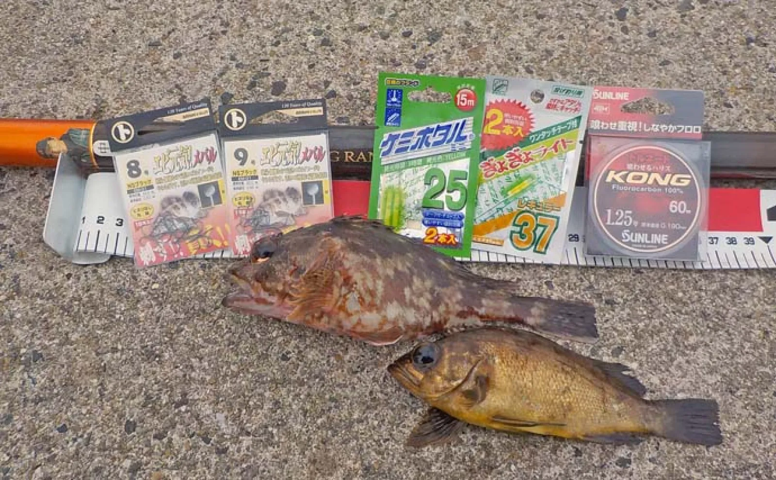 堤防エサメバル釣りでカサゴ混じりで本命8匹キャッチに満足【愛知・豊浜新堤】